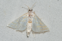 Leptosteges parthenialis