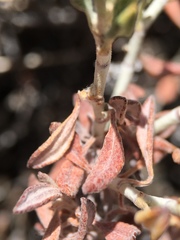Eriogonum wrightii wrightii