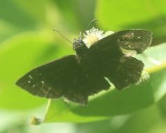 Ephyriades brunnea