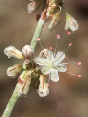 Eriogonum wrightii wrightii