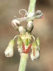 Eriogonum wrightii wrightii