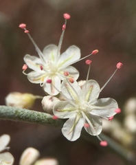 Eriogonum wrightii wrightii