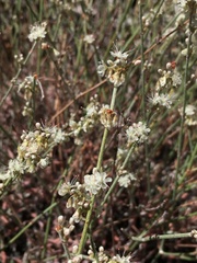 Eriogonum wrightii wrightii