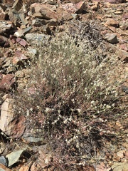Eriogonum wrightii wrightii