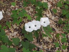 Ipomoea scopulorum