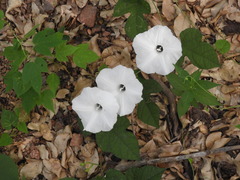 Ipomoea scopulorum