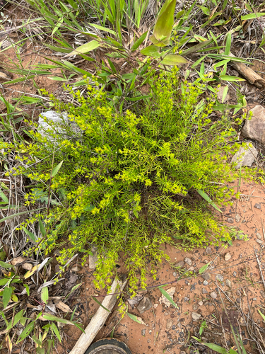 Sandhill St. Johnswort (Hypericum lloydii)