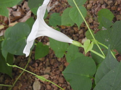 Ipomoea scopulorum