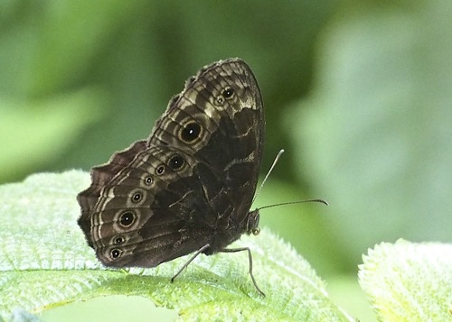 Dentate Bush Brown