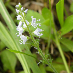 Common Speedwell (Veronica officinalis)