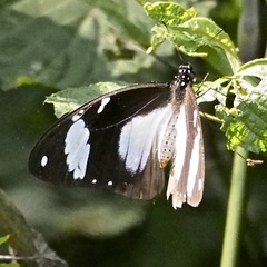 Papilio dardanus dardanus
