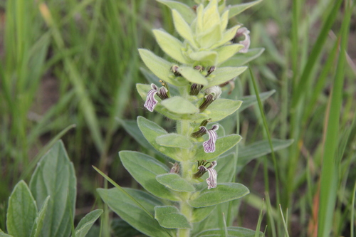 Ajuga laxmannii (Ajuga laxmannii)