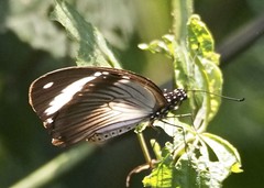 Papilio dardanus dardanus