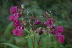 Impatiens glandulifera