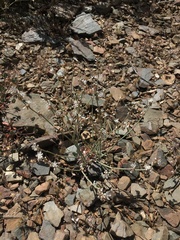 Eriogonum panamintense