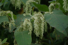 Reynoutria sachalinensis