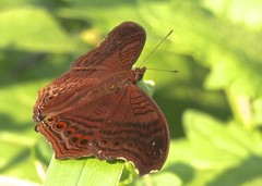 Junonia gregorii