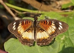 Junonia sophia