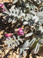 Astragalus gilmanii