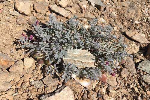 Image of Astragalus gilmanii by (c) Matt Berger, some rights reserved (CC BY)