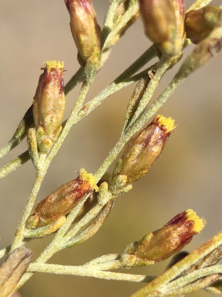 Black Sagebrush