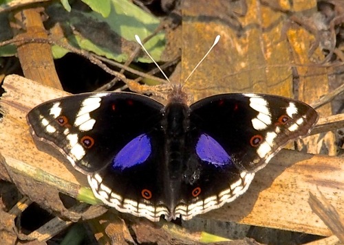 Blue-spot Pansy