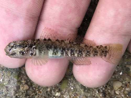 Sonora goby (Gobiosoma chiquita) — Gobiidae — 2