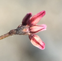 Eriogonum eremicola