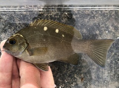 Gulf Opaleye photo 2