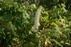 Actaea simplex