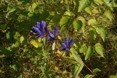 Gentiana triflora