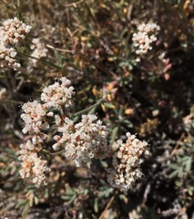 Eriogonum microtheca panamintense