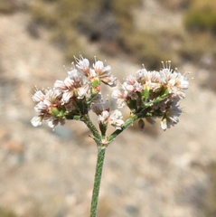 Eriogonum microtheca panamintense