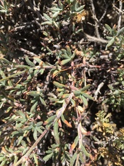 Eriogonum microtheca panamintense