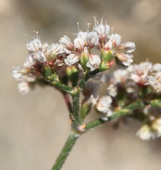 Eriogonum microtheca panamintense