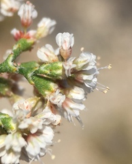 Eriogonum microtheca panamintense