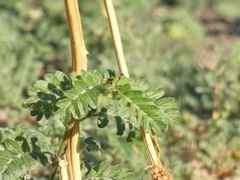 Tribulus terrestris