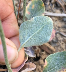 Eriogonum panamintense