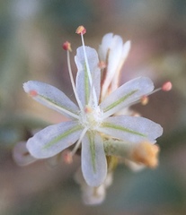 Eriogonum panamintense
