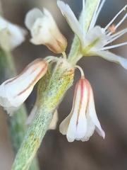 Eriogonum panamintense