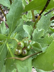 Chrysanthemoides monilifera