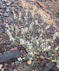 Eriogonum panamintense