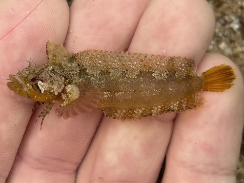 Flapscale blenny (Paraclinus sini) — Labrisomidae