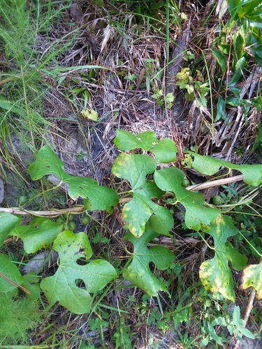 Image of Calycocarpum lyonii by (c) Will McFarland, some rights reserved (CC BY)