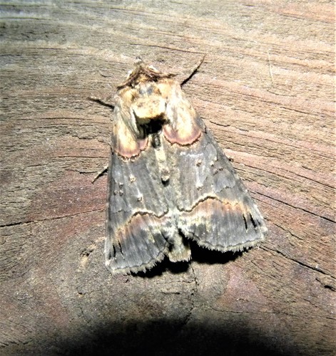 Representative image of Abrostola triplasia