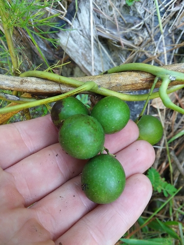 Image of Calycocarpum lyonii by (c) Will McFarland, some rights reserved (CC BY)