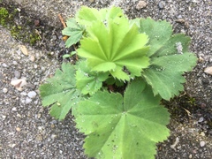 Alchemilla mollis