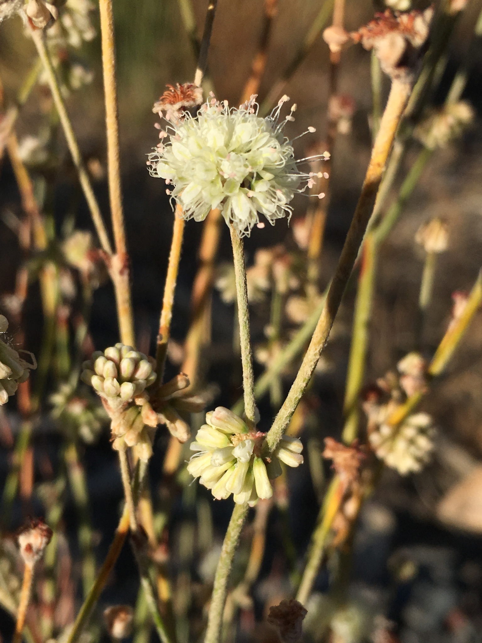 Eriogonum mensicola