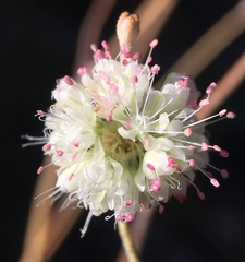 Eriogonum mensicola