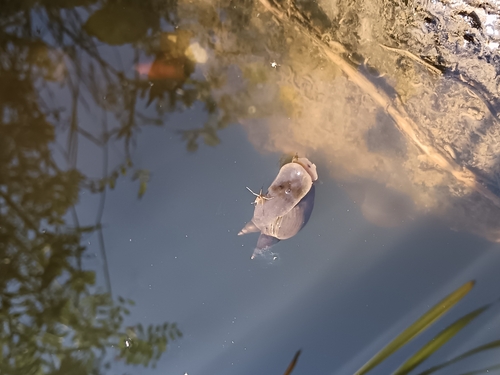Lymnaea stagnalis